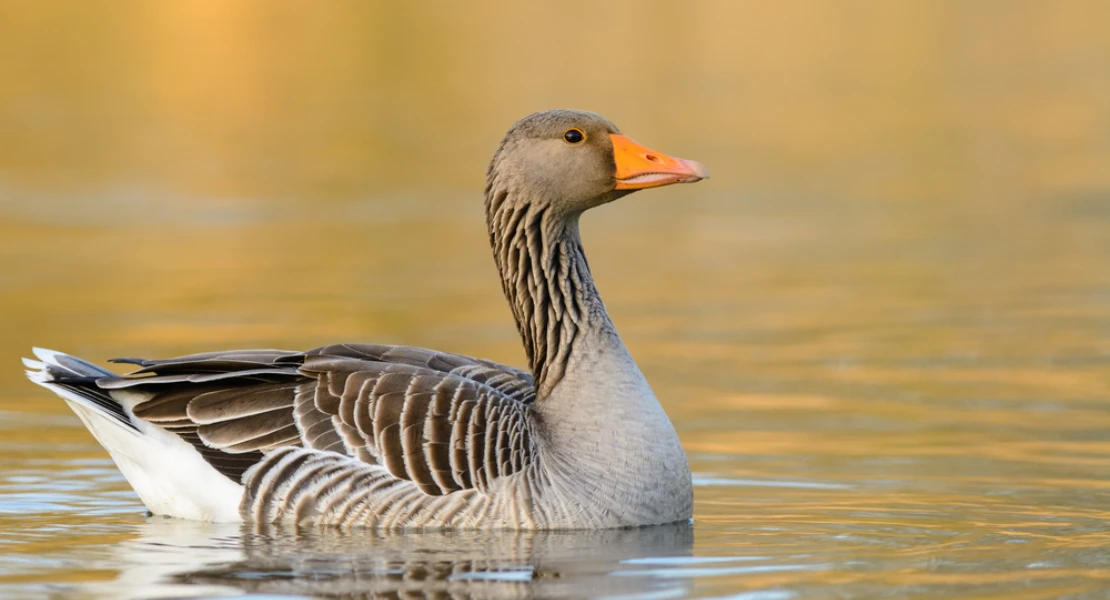 El declive de los patos comunes revela la crisis de los humedales españoles