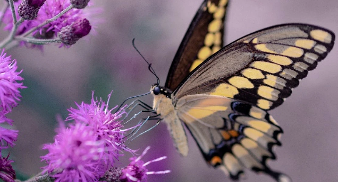 OPINIÓN: ¿Qué pasa con los insectos?