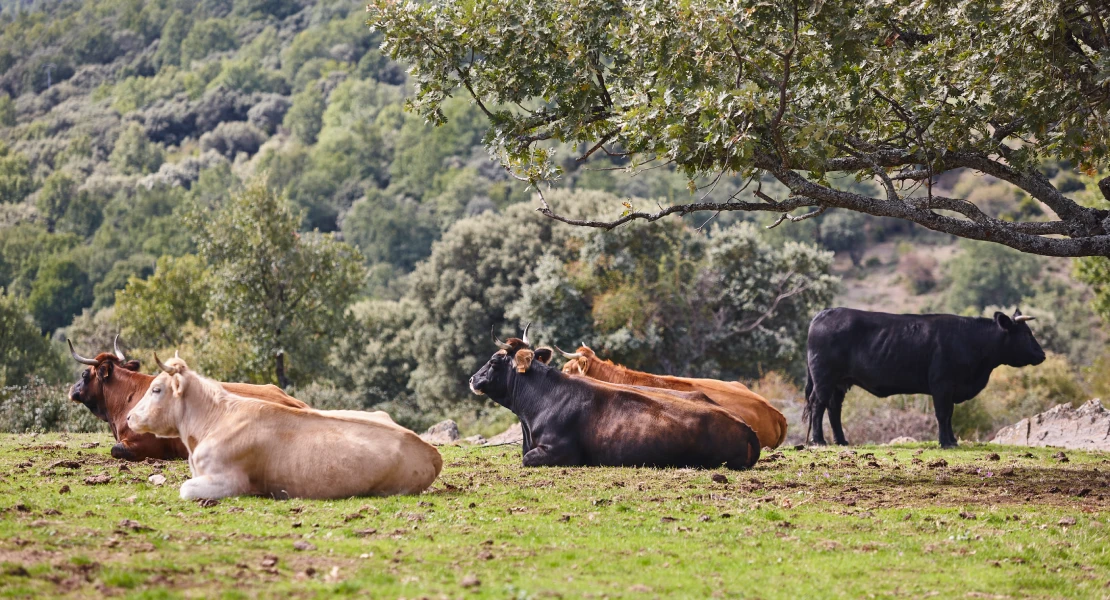 Extremadura convoca ayudas para la cría de razas ganaderas autóctonas
