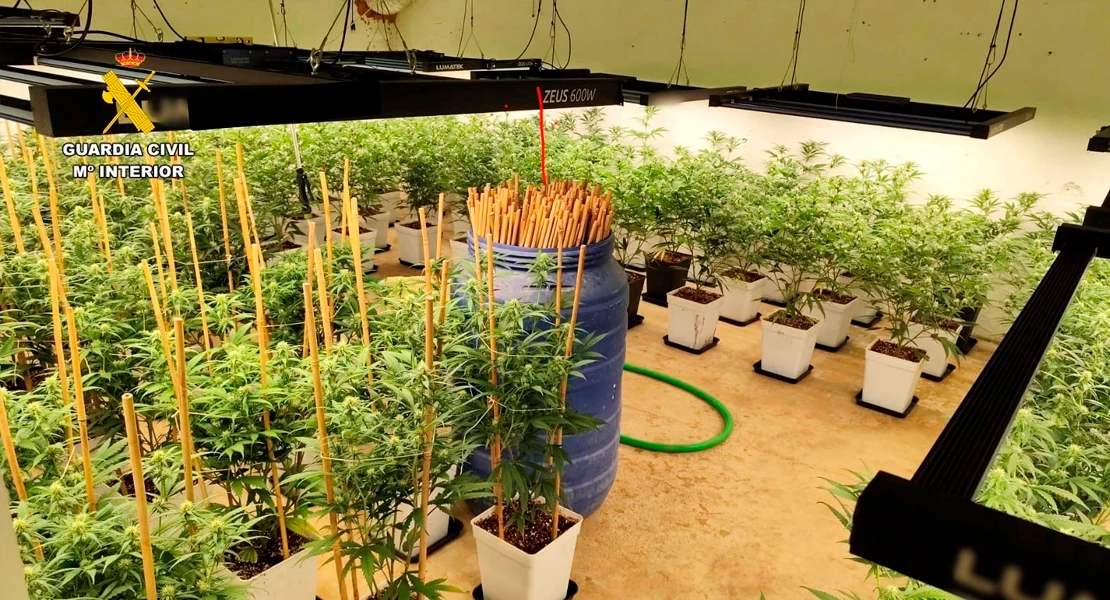 Desmantelan dos plantaciones de marihuana con 382 plantas y 18 kilos de cogollos en Cáceres