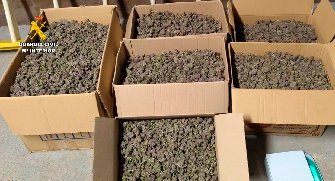 Desmantelan dos plantaciones de marihuana con 382 plantas y 18 kilos de cogollos en Cáceres