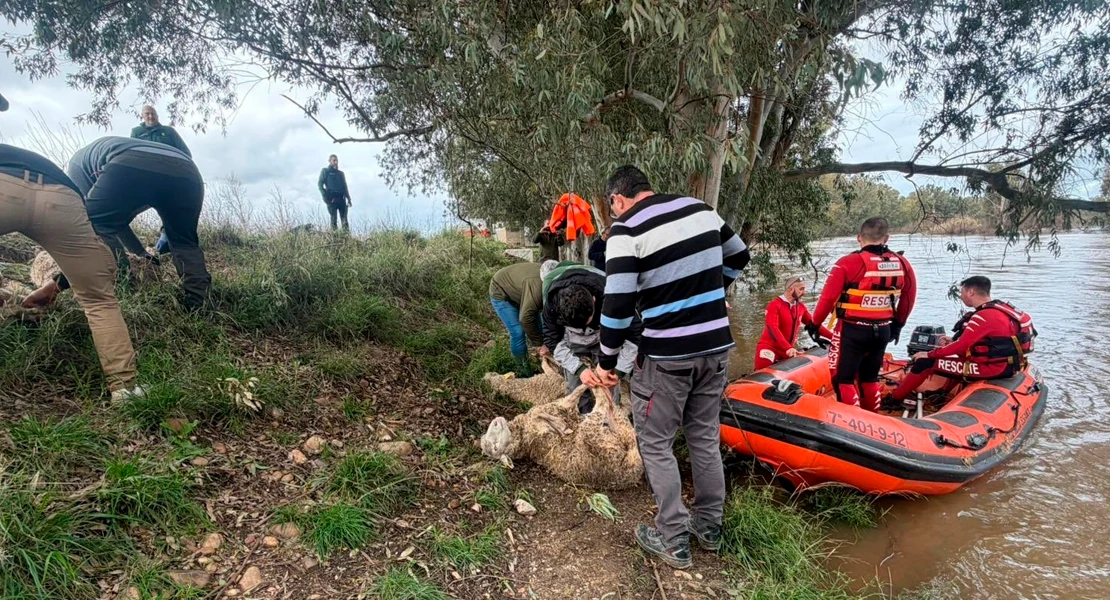 Así fue el rescate de un centenar de ovejas aisladas por la crecida del Guadiana