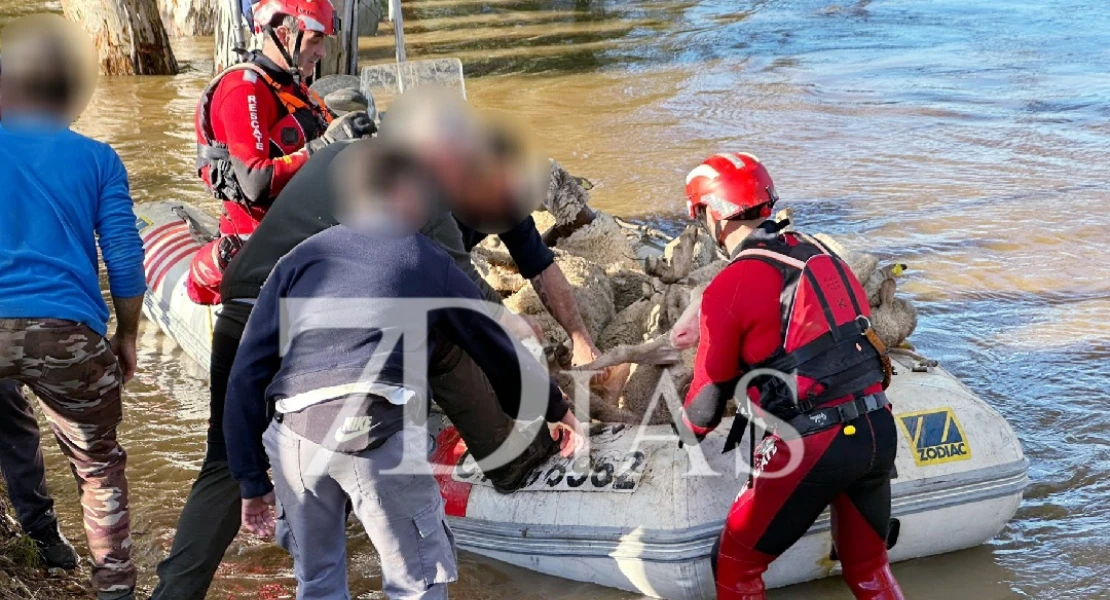 Rescatan 500 ovejas del río Guadiana en Arroyo de San Serván (BA)