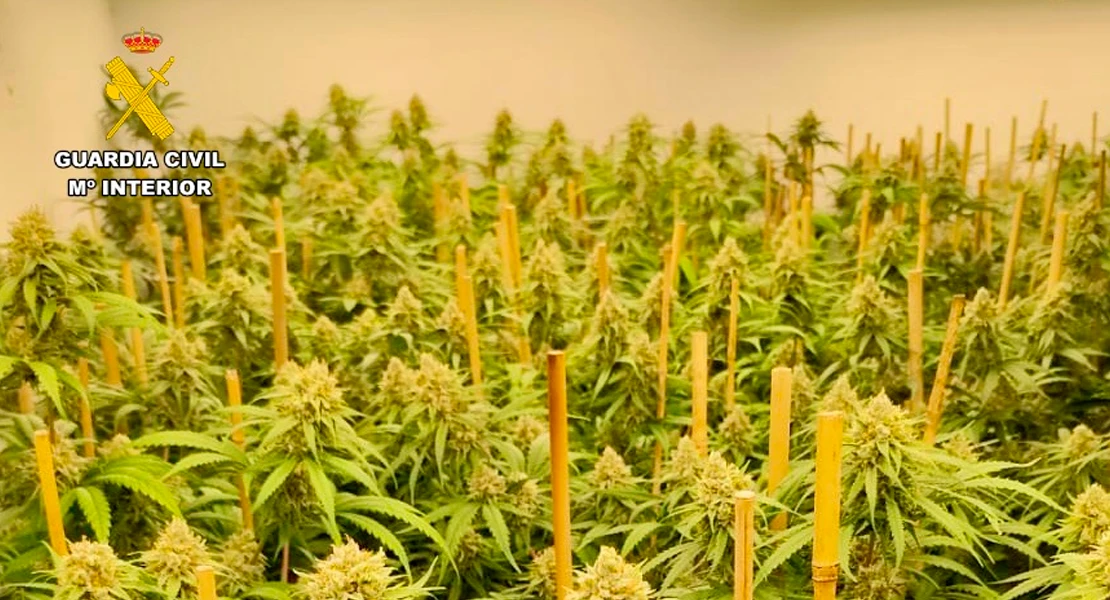 Desmantelan dos plantaciones de marihuana con 382 plantas y 18 kilos de cogollos en Cáceres