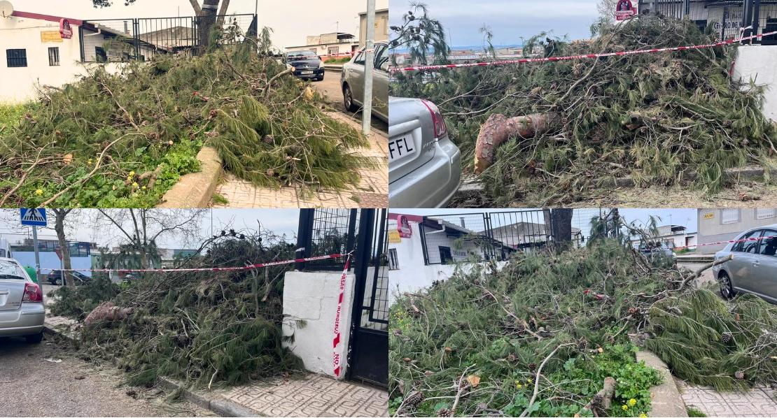 Ramas caídas y llenas de orugas bloquean un centro de mayores en Badajoz