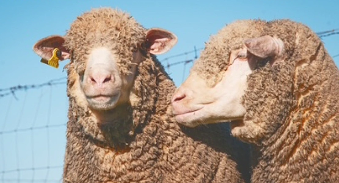 Ganaderos ya pueden solicitar participar en la adjudicación de ganado ovino de la Diputación de Cáceres