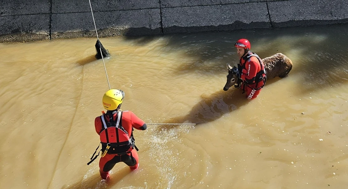 Los bomberos rescatan a un ciervo en un canal cerca de Logrosán (CC)