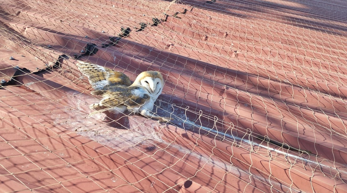 Rescatan a una lechuza en Mérida: “Hubiera muerto al no poderse liberar de la red”