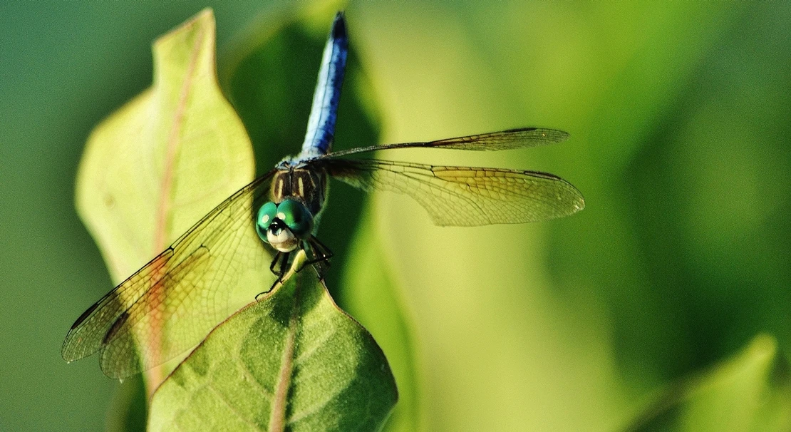 Crean una campaña para frenar la extinción de estos animales en Extremadura