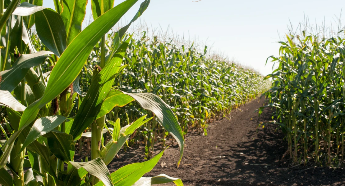 El PSOE denuncia un "triple recorte" en las ayudas para eficiencia energética del regadío