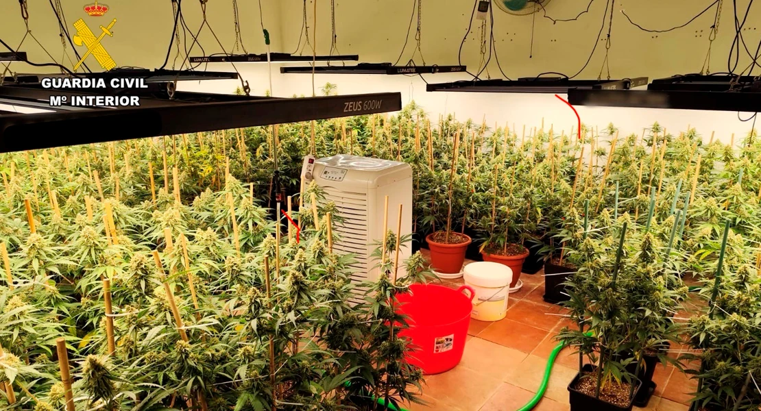 Desmantelan dos plantaciones de marihuana con 382 plantas y 18 kilos de cogollos en Cáceres