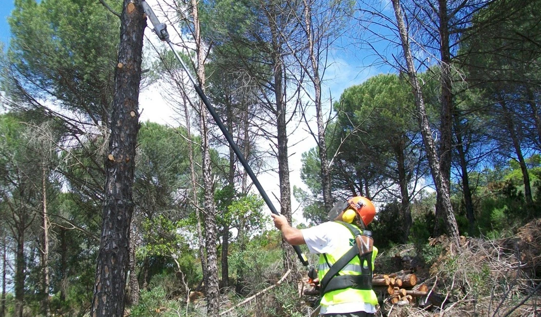 24M€ en obras para mejorar montes y protegerlos frente a incendios en Extremadura