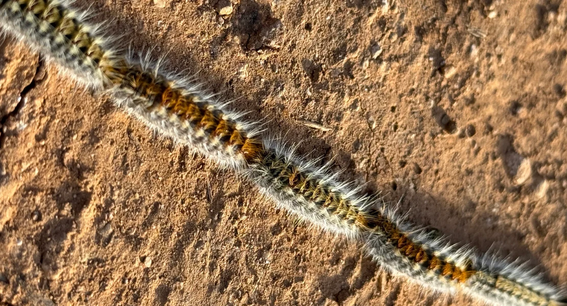 La oruga procesionaria adelanta su aparición: ¿qué riesgos supone para personas y mascotas?