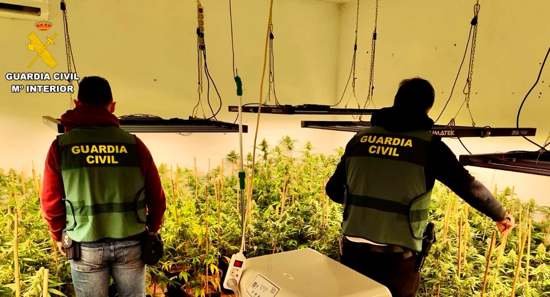 Desmantelan dos plantaciones de marihuana con 382 plantas y 18 kilos de cogollos en Cáceres