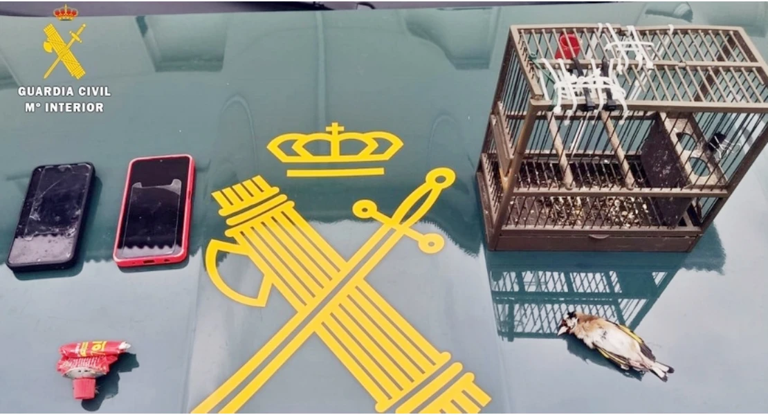 Le pillan cazando jilgueros con artes prohibidas en Mérida