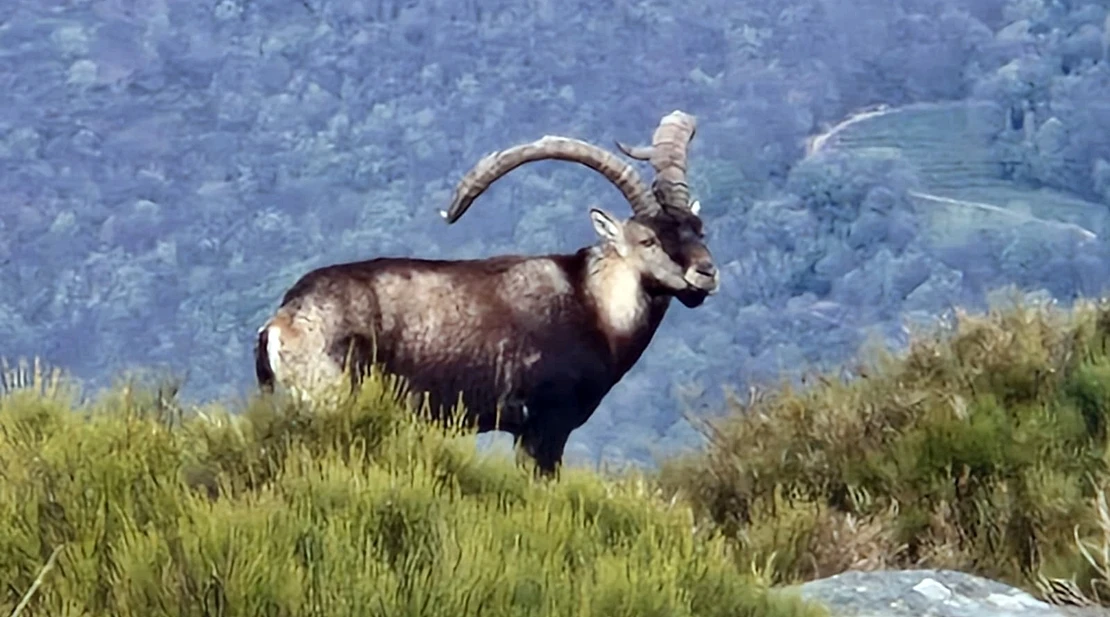 Las reservas de caza de la Junta culminan esta temporada con 585 capturas