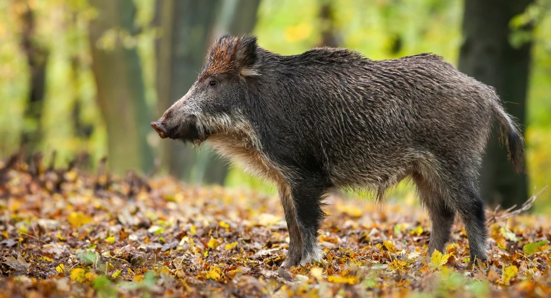 Tachan las batidas de jabalíes en Extremadura de excusa "para cazar sin justificación"