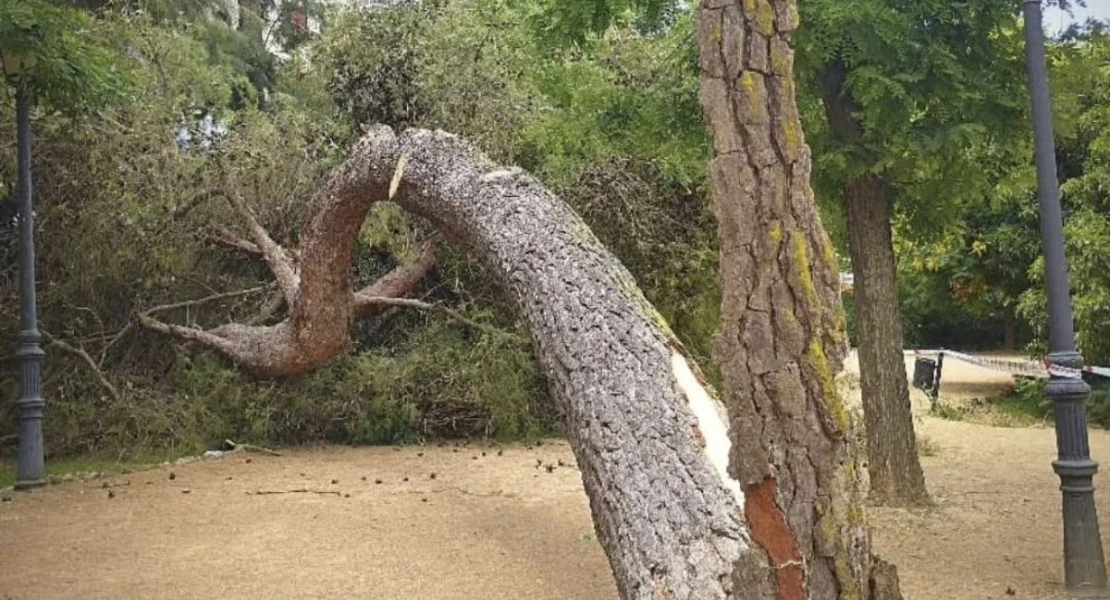 ¿Por qué se caen los árboles urbanos en Extremadura? ADENEX propone una solución a esta situación