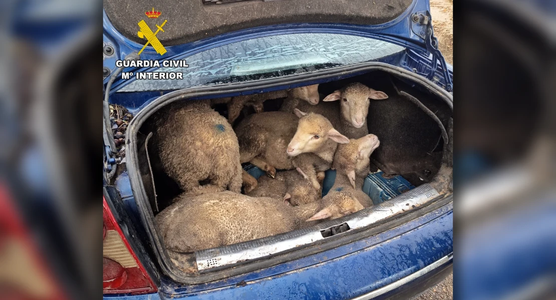 Sorprendidos con más de diez borregos en el maletero sustraídos de una finca extremeña