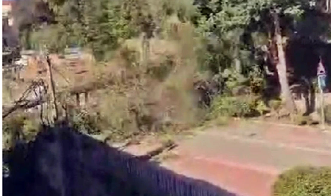 Las fuertes rachas de viento derriban un árbol centenario en Jarandilla de la Vera