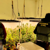 Desmantelan dos plantaciones de marihuana con 382 plantas y 18 kilos de cogollos en Cáceres