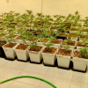 Desmantelan dos plantaciones de marihuana con 382 plantas y 18 kilos de cogollos en Cáceres