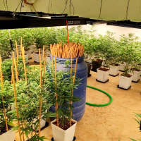 Desmantelan dos plantaciones de marihuana con 382 plantas y 18 kilos de cogollos en Cáceres