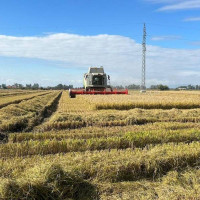 El sector arrocero de Extremadura pide auxilio ante la actividad de terceros países