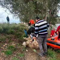 Así fue el rescate de un centenar de ovejas aisladas por la crecida del Guadiana