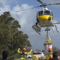 Llevan alimento en helicóptero a casi 500 ovejas aisladas por la crecida del Guadiana