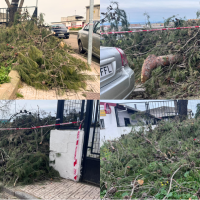 Ramas caídas y llenas de orugas bloquean un centro de mayores en Badajoz