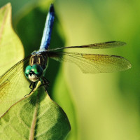 Crean una campaña para frenar la extinción de estos animales en Extremadura