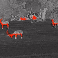 Llevan a cabo tres importantes operativos contra la caza furtiva en Extremadura