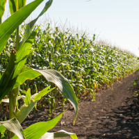 El PSOE denuncia un "triple recorte" en las ayudas para eficiencia energética del regadío