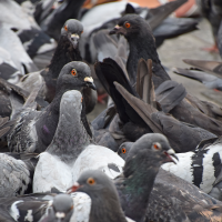 Plaga de palomas en Mérida: "Las jaulas son pan para hoy y hambre para mañana"
