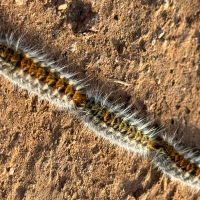 La oruga procesionaria adelanta su aparición: ¿qué riesgos supone para personas y mascotas?