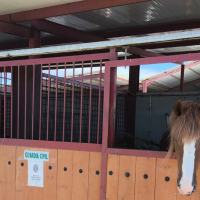 La Guardia Civil rescata más de 60 caballos en condiciones extremas