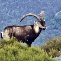 Las reservas de caza de la Junta culminan esta temporada con 585 capturas