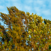 Activan la alerta amarilla por viento en varias zonas de Extremadura