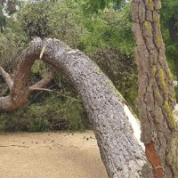 ¿Por qué se caen los árboles urbanos en Extremadura? ADENEX propone una solución a esta situación