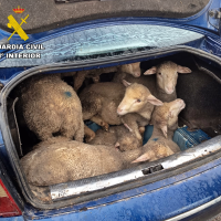 Sorprendidos en Extremadura con más de diez borregos robados en el maletero