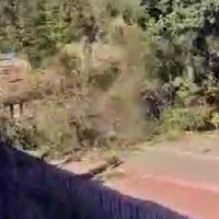 Las fuertes rachas de viento derriban un árbol centenario en Jarandilla de la Vera