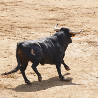 Cargan de nuevo contra la feria taurina de Almendralejo por las ofertas para menores