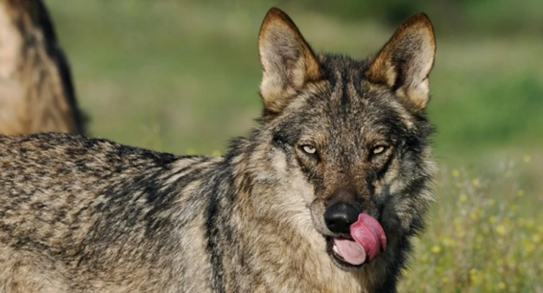 OPINIÓN: ¿Reintroducir lobos en Extremadura? No, gracias