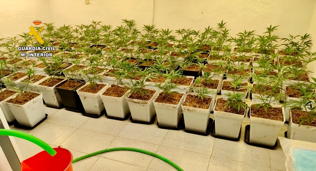 Desmantelan dos plantaciones de marihuana con 382 plantas y 18 kilos de cogollos en Cáceres