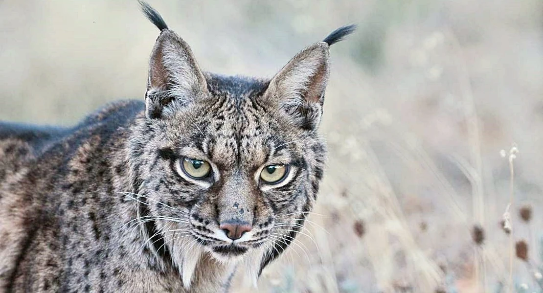 Nacen las primeras crías de lince ibérico del año en Extremadura