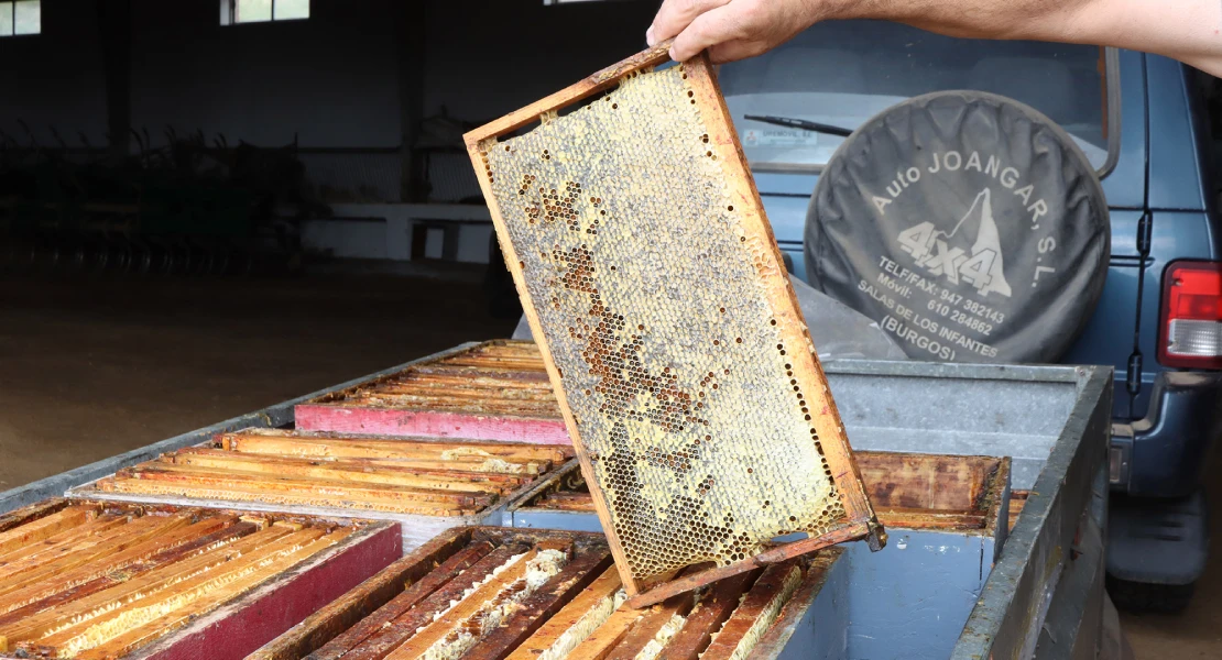 UPA critica la "discriminación habitual" al sector apícola en las ayudas por la guerra