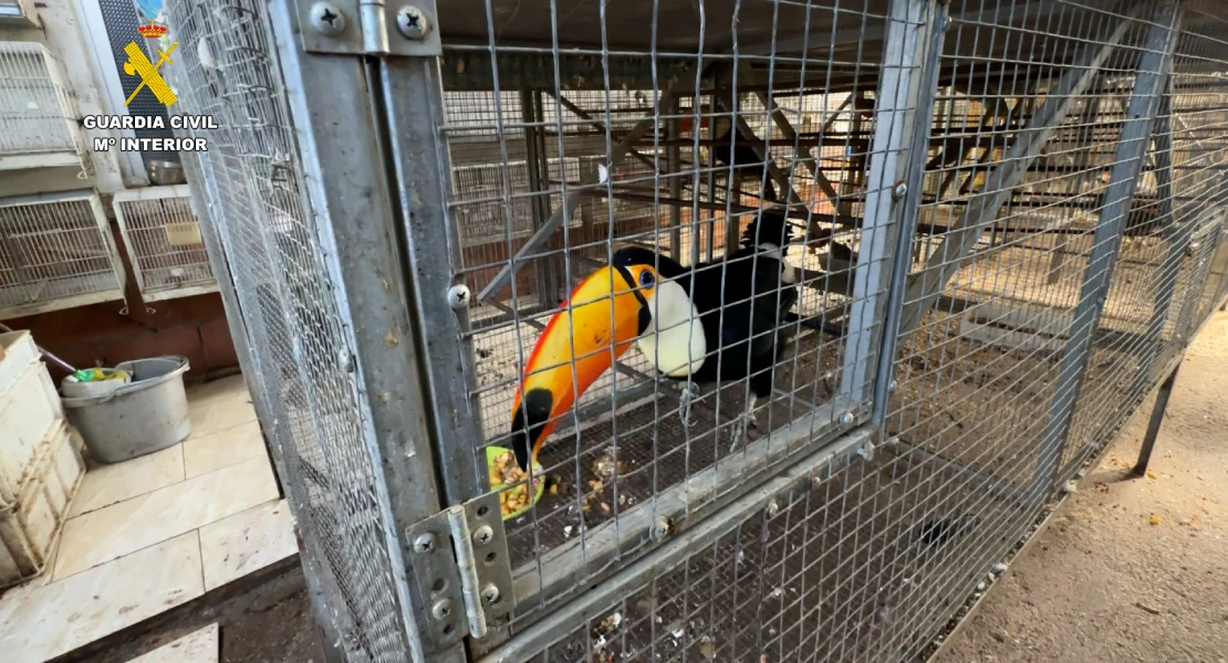 Intervenidas más de 500 aves exóticas en una vivienda: ocultaba 70 ejemplares en el congelador