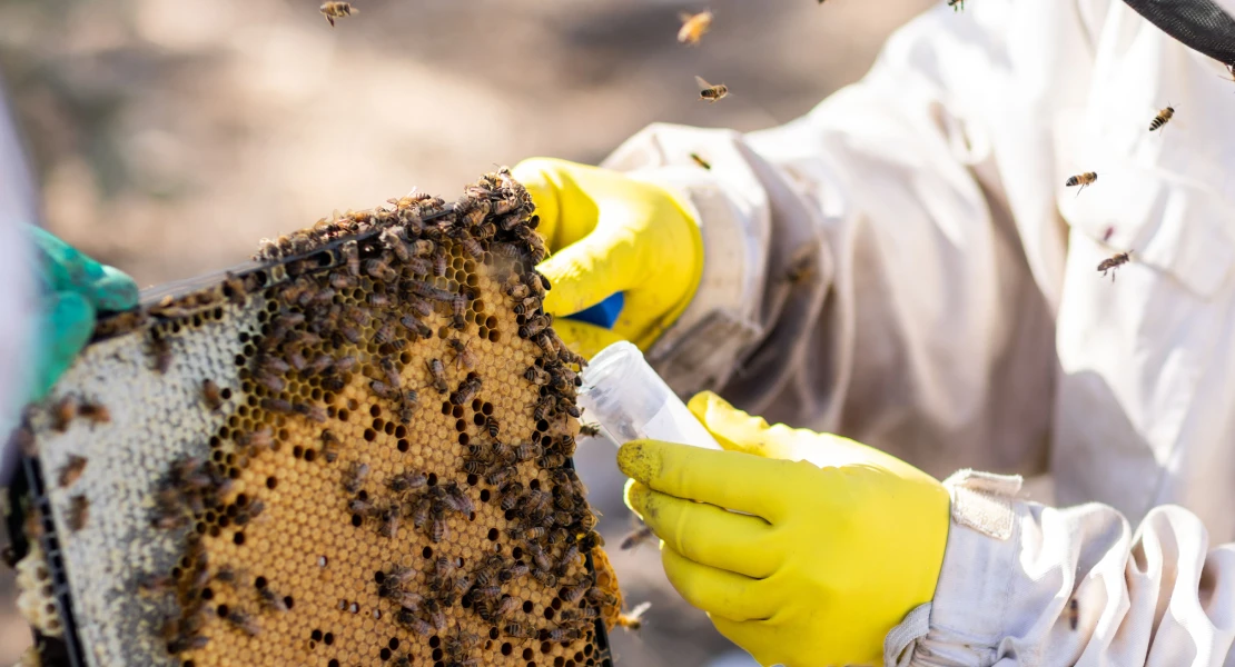 Extremadura criará abejas reinas para mejorar la genética