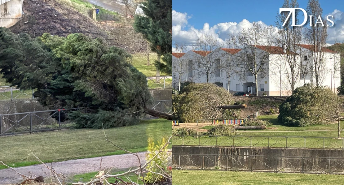 Badajoz repleta de árboles caídos